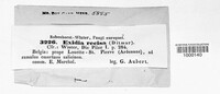 Exidia recisa image